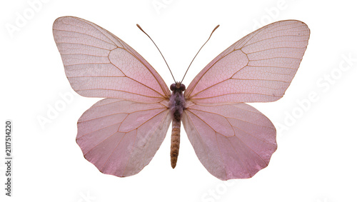 Quadro su tela Delicate pale pink butterfly with intricate vein patterns, isolated on transpare