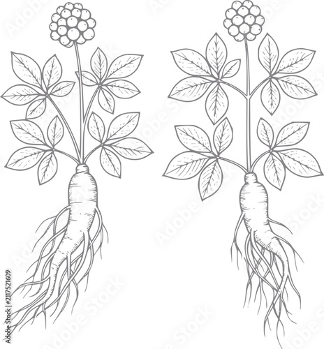 Foto Dibujo botánico a mano de raíces y hojas de ginseng