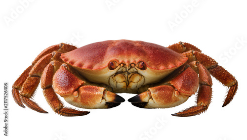 Red crab with hairy legs and claws, isolated on transparent background