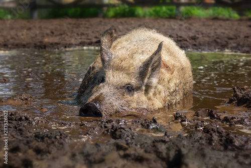 Pig farming raising and breeding of domestic pigs.