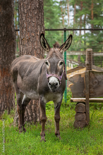 Domestic donkey going for a walk in a meadow.