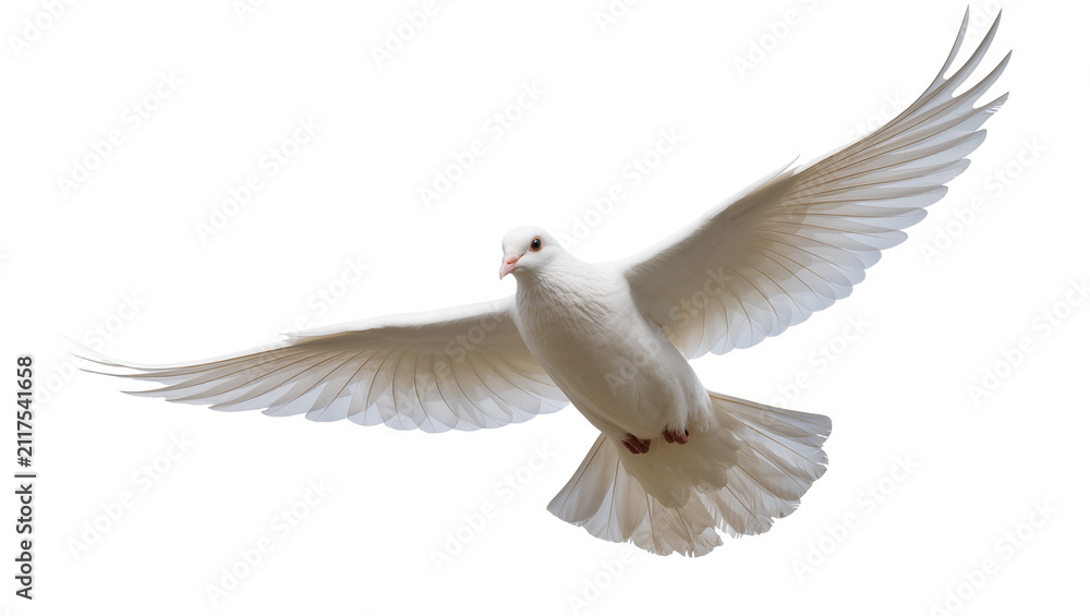 Obraz premium White dove with wings spread wide, isolated on transparent background