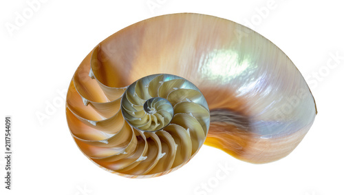 Fotografie Nautilus shell cross-section showing spiral chambers and pearlescent interior, i