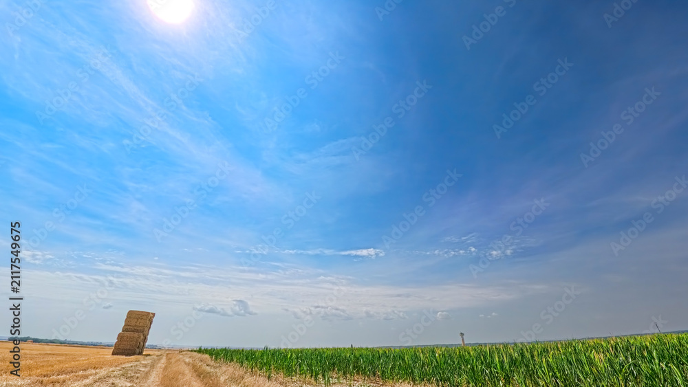 Fototapeta premium Field in sunny summer, a calm, peaceful rural scene, background and illustration