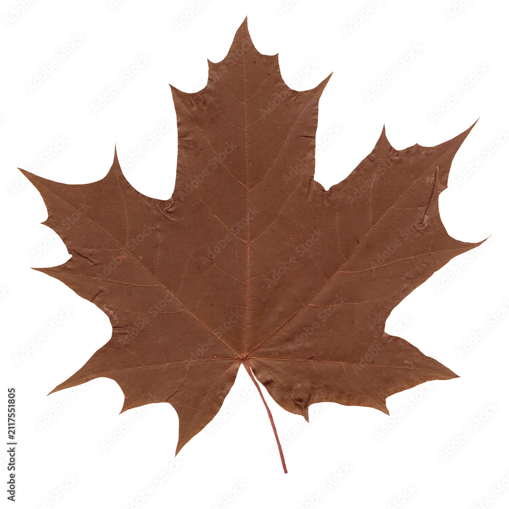 Obraz premium Pressed Brown Maple Leaf Isolated on Transparent Background. Dried retro foliage sticker for vintage scrapbook, journal and collage design
