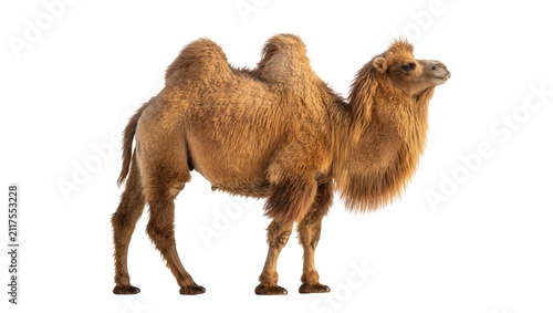 Cuadro en lienzo Bactrian camel with two humps brown fur standing, isolated on transparent backgr