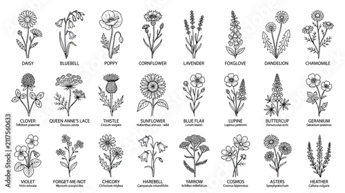 Collection of Hand-Drawn Wildflowers and Garden Blooms