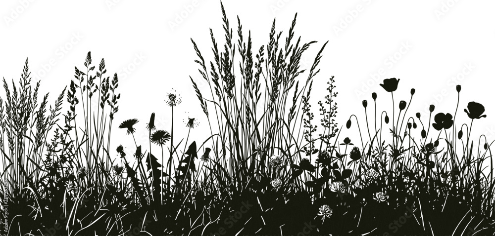 Obraz premium Grass, silhouette, vector, illustration, panoramic, botanical, meadow, wildflowers, poppies, dandelions, clover, plants, weeds, summer, field, nature, background, border, pattern, isolated, design,