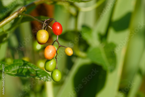 Konstfotografi Ripening bittersweet nightshade berries at different stages of maturity growing