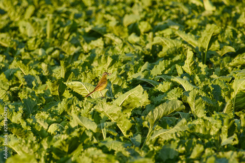 Western yellow wagtail carrying an insect while foraging among leafy crops in an agricultural field