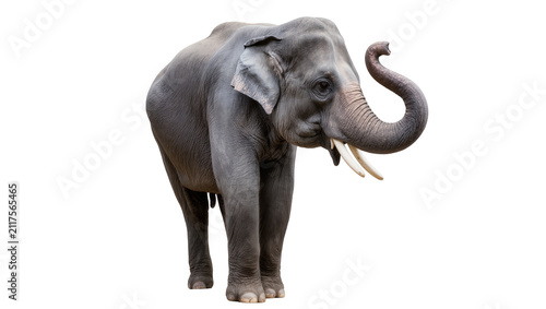 Fotografía Majestic Asian elephant with curled trunk and tusks, isolated on transparent bac