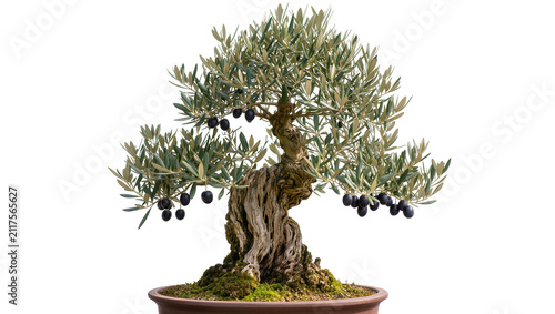 Konstfotografi Twisted ancient olive tree bonsai with ripe black olives, isolated on transparen