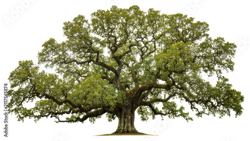 Bild auf Leinwand Majestic ancient oak tree with sprawling branches and lush green foliage, isolat