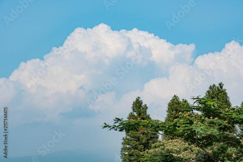 White cumulonimbus clouds towering over green cedar and silk trees with pink flowers against a blue summer sky in Japan