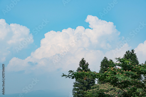 Fluffy white summer cumulus clouds rising behind green evergreen and silk trees under a clear blue sky in Japan
