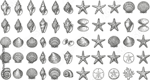 Set of vintage illustrations of seashells and starfish on white background with seashells starfish wildlife collection nautical