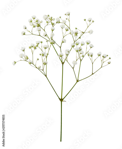 Sprig of white gypsophila flowers isolated on white or transparent background