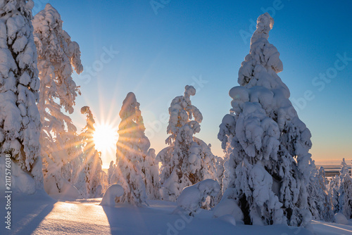 Snow-covered trees in Finnish Lapland during winter sunset with clear blue sky.
