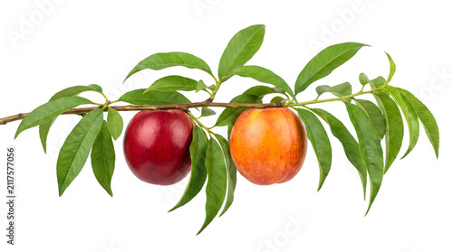 Fresh nectarines hanging on a tree branch with green leaves isolated as a high quality png image file