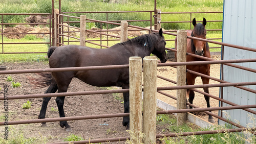 Fotografía Two horses in rustic metal corral pen on rural farm property