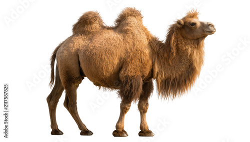 Cuadro en lienzo Bactrian camel with two humps fluffy fur, isolated on transparent background