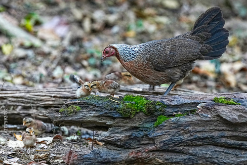 A wild hen is foraging with her chicks.