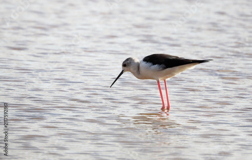 A stilt walker (Himantopus himantopus) in the water of a former saltworks on the island of Boa Vista, Cape Verde, Africa