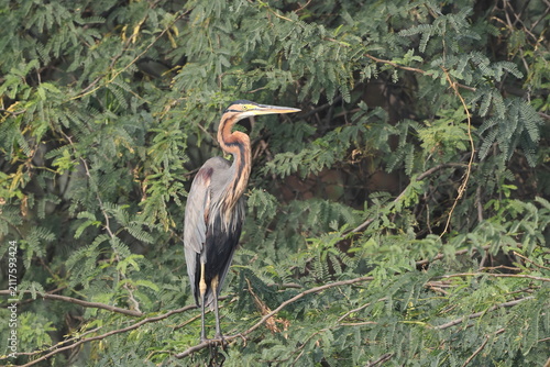 Photography The purple heron (Ardea purpurea manilensis) is a wide-ranging heron species