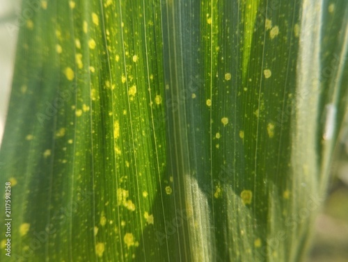 Картината върху платно Overlapping green maize leaves covered with numerous yellow specks captured in a vertical close-up