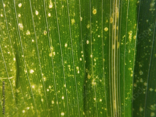 Bild auf Leinwand Macro close-up of overlapping corn leaves covered with numerous yellow specks and fine striped texture