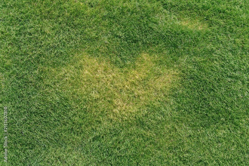 Obraz premium The Patchy Lawn Closeup of Yellowing Grass on a Green Field