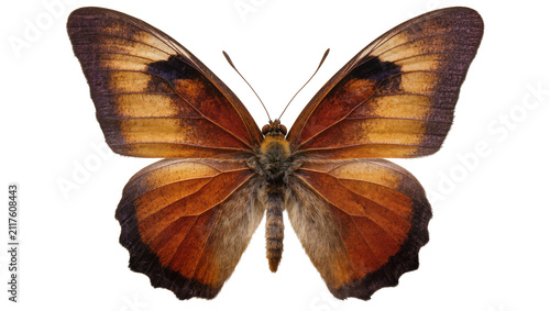 Konstfotografi Brown and orange butterfly with black markings, isolated on transparent backgrou