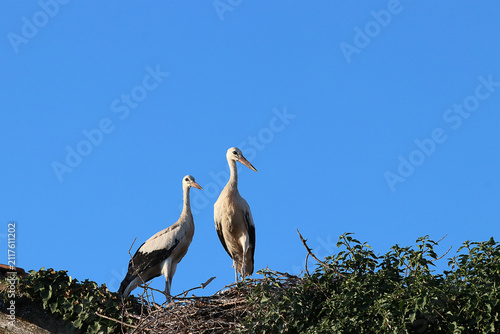 deux cigognes 
