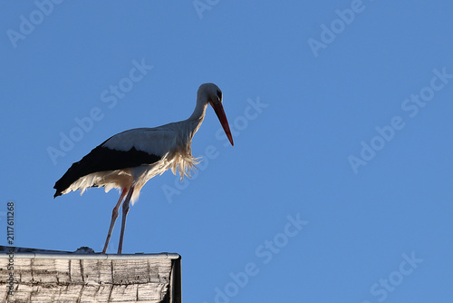 cigogne prête pour l'envol 