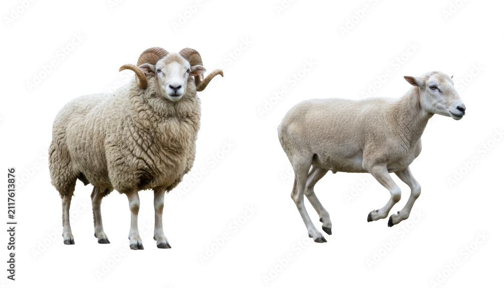 Fototapeta premium Ram and Ewe Sheep Standing Side by Side