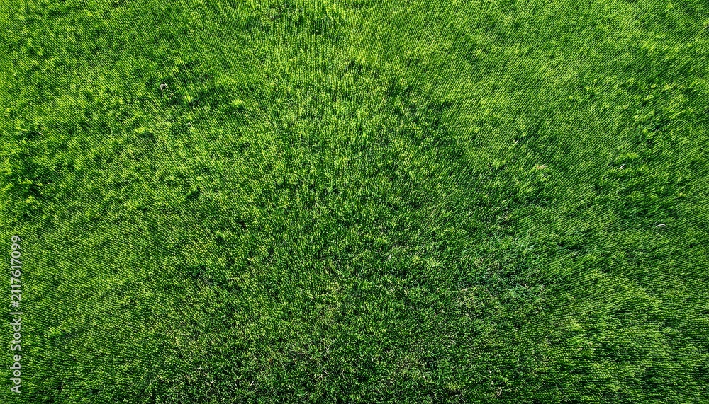 Obraz premium grass textured background aerial view of grass field wallpaper copy space