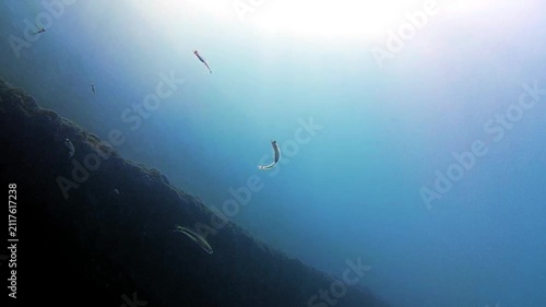 underwater scene with sun rays. tropical fish