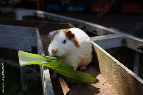 Child hand feeding pakchoi leaf to a cute guinea pig in petting zoo