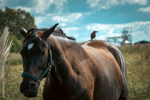 Small bird holding an insect while perched on the back of a brown horse