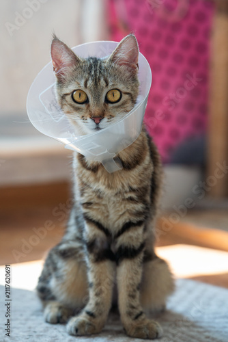 A tabby kitten in a protective veterinary collar sits on the floor after surgery and looks intently at the camera