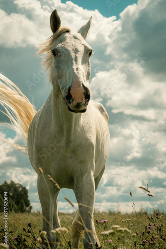 Obraz na płótnie White horse walking through a summer meadow beneath dramatic cumulus clouds