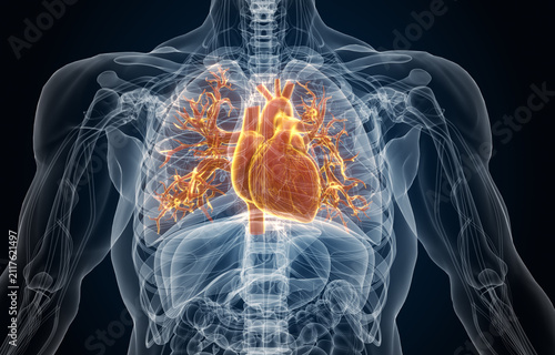 3d Illustration of Human Anatomy with highlight on Heart or Respiratory System