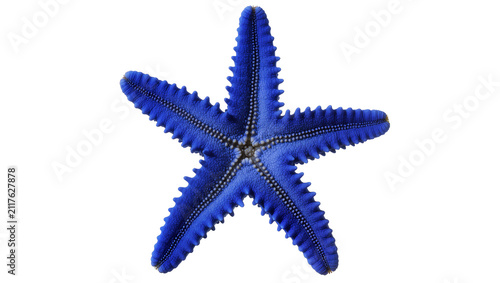 Fotografie Vibrant blue starfish with textured arms, isolated on transparent background