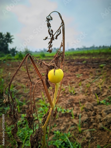 Принти на полотні Close-up of a withered tomato plant with a single yellow fruit in a cultivated field, illustrating crop disease, drought stress, or poor plant health