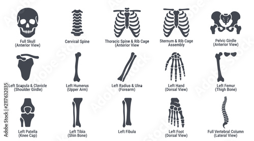 Foto Detailed Human Skeleton Anatomy Diagram Collection.