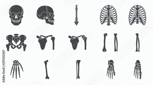 Bild auf Leinwand Detailed Human Skeleton Anatomy Illustration Set.