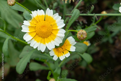 Chrysanthemum coronarium blooms with white-edged yellow ray florets and dense golden flower discs amid green foliage