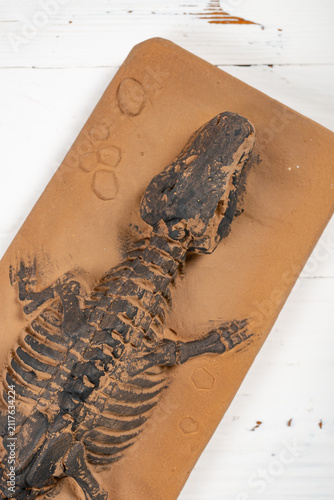 Dinosaur skeleton fossil excavation toy embedded in brown clay slab