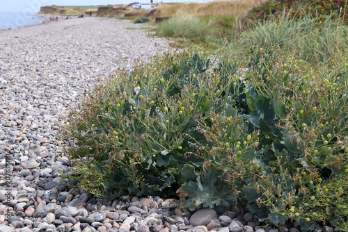 Sea kale (Crambe maritima) with fruits salt-tolerant flowering plant growing along the European coasts, endangered and protected (Nature Reserve Johannistal, Germany)