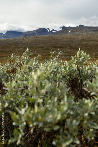 Mountain willow with Storsylen peak alpine landscape
